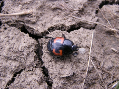 Hister beetles 