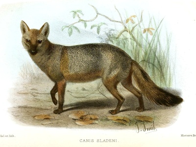 Hoary Fox