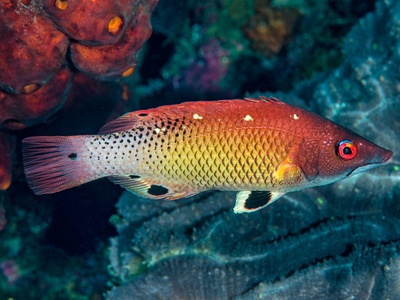 Hogfish