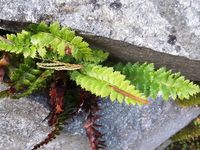 Holly Fern
