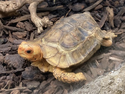 Home's Hinge-back Tortoise