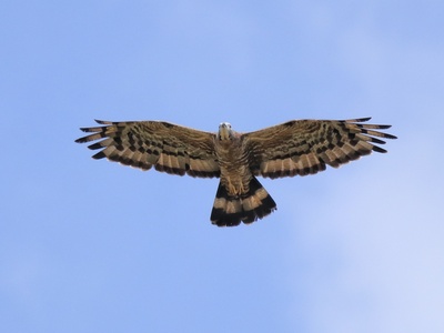 Honey-buzzard