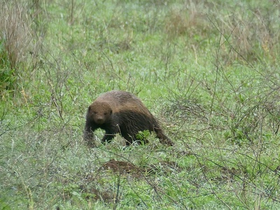 Honey Badger