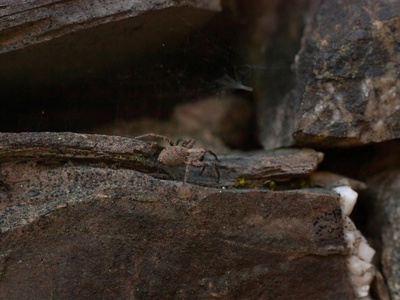 Hong Kong Warty Newt
