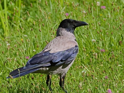 Hooded Crow
