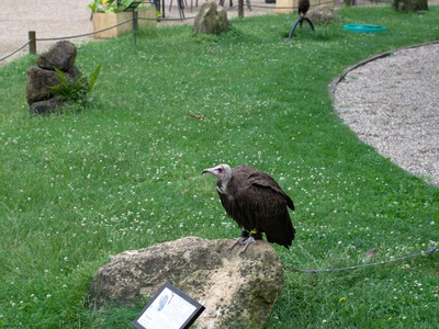 Hooded vulture 