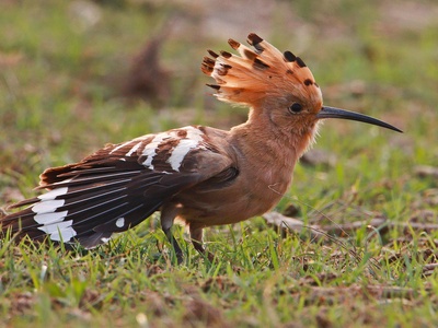 Hoopoe