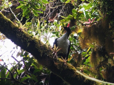 Horned Curassow