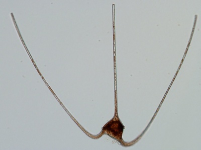 Horned Dinoflagellate