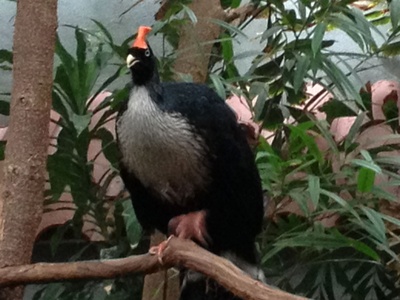 Horned Guan