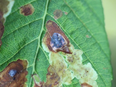Horse-chestnut leaf miner