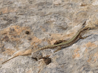 Horvath's Rock Lizard