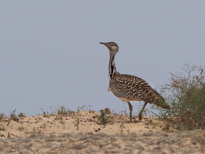 Houbara Bustard