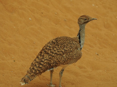 Houbara bustard