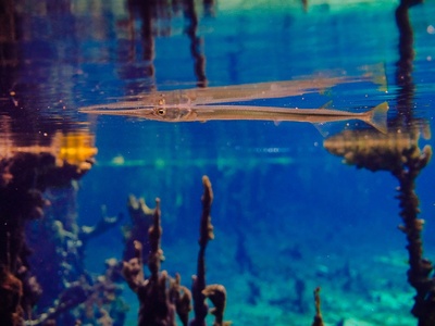 Houndfish/Needlefish