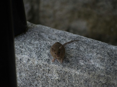 House Mouse