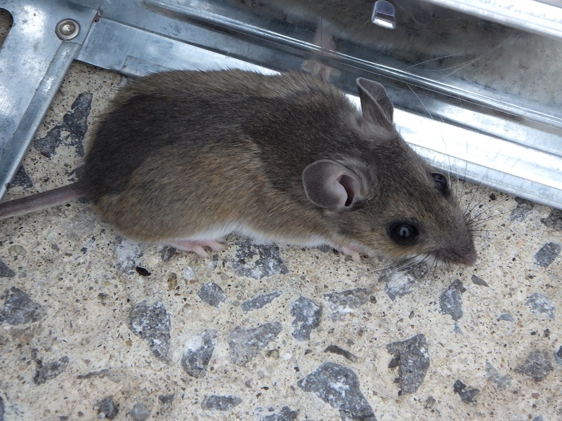Invasive Mice Invasive Species in Chicago: The Complete List - Flora Fauna Fun