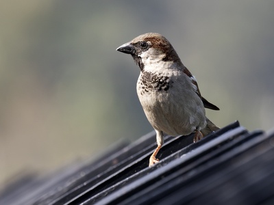 House Sparrow
