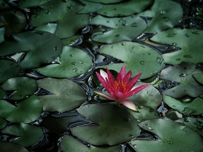 Hula Water Lily