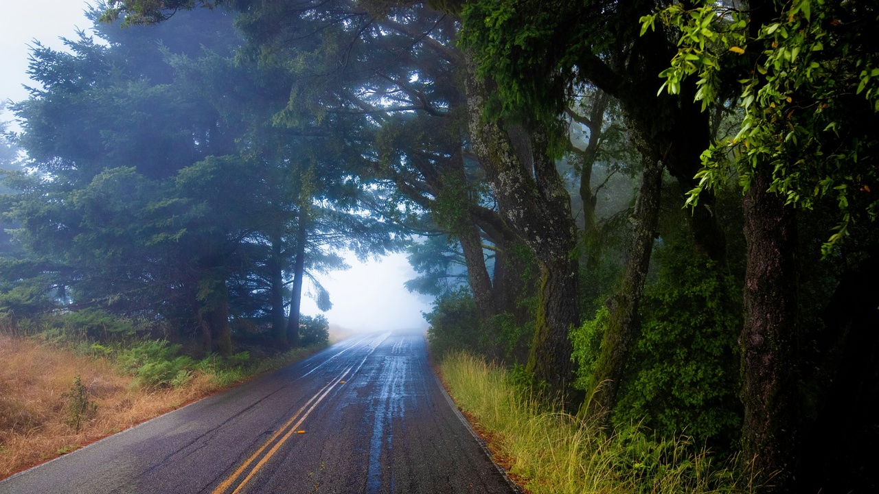 Road cutting through forest showing fragmentation and human presence