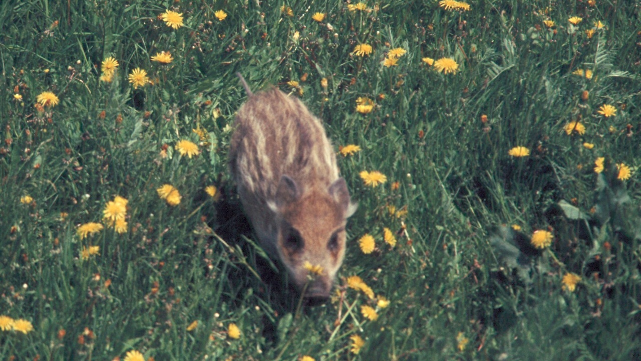 Domestic pig and free-range chickens in agricultural setting