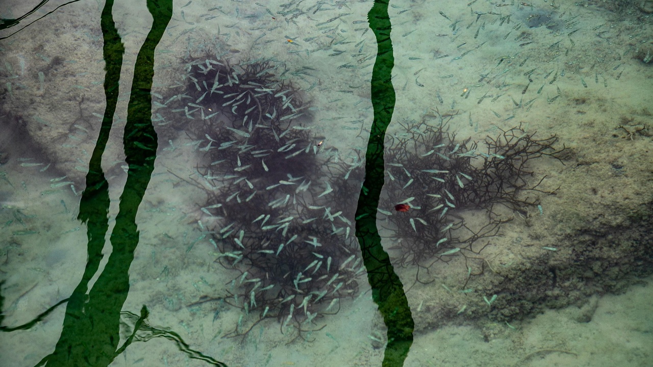 Kelp longline farm with boats and processing equipment