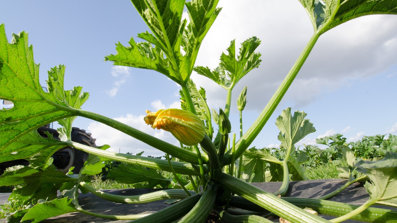 Irrigation channels and urban water infrastructure showing human use of the water cycle