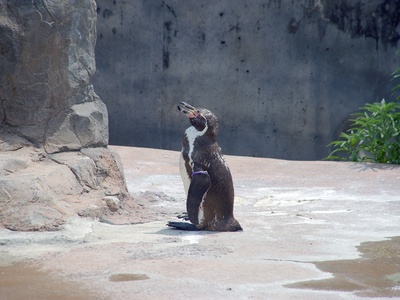 Humboldt Penguin