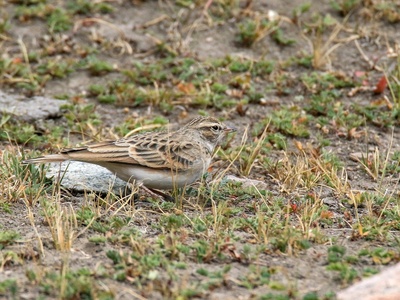 Hume's Lark
