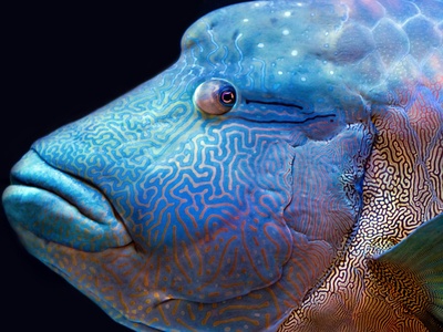 Humphead Wrasse