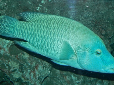 Humphead wrasse