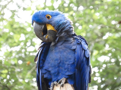 Hyacinth Macaw