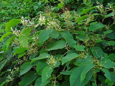 Hybrid knotweed
