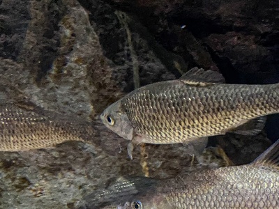 Iberian Chub
