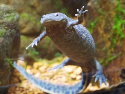 Iberian Ribbed Newt