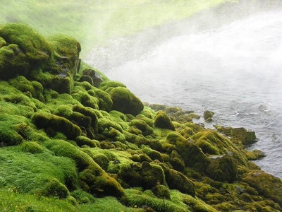 Iceland Moss