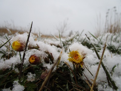 Icelandic Hawkweed