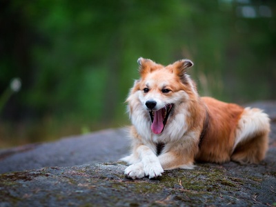 Icelandic Sheepdog