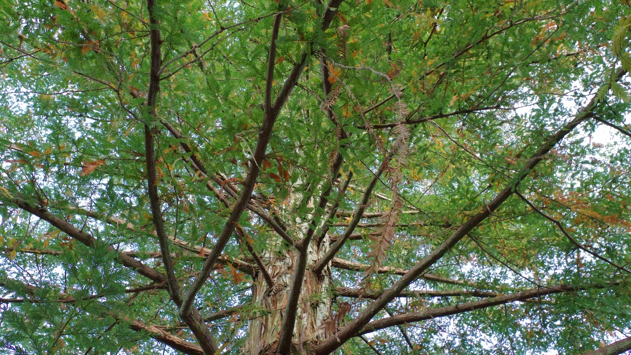 Narra tree, sampaguita garlands, and Philippine endemic orchids