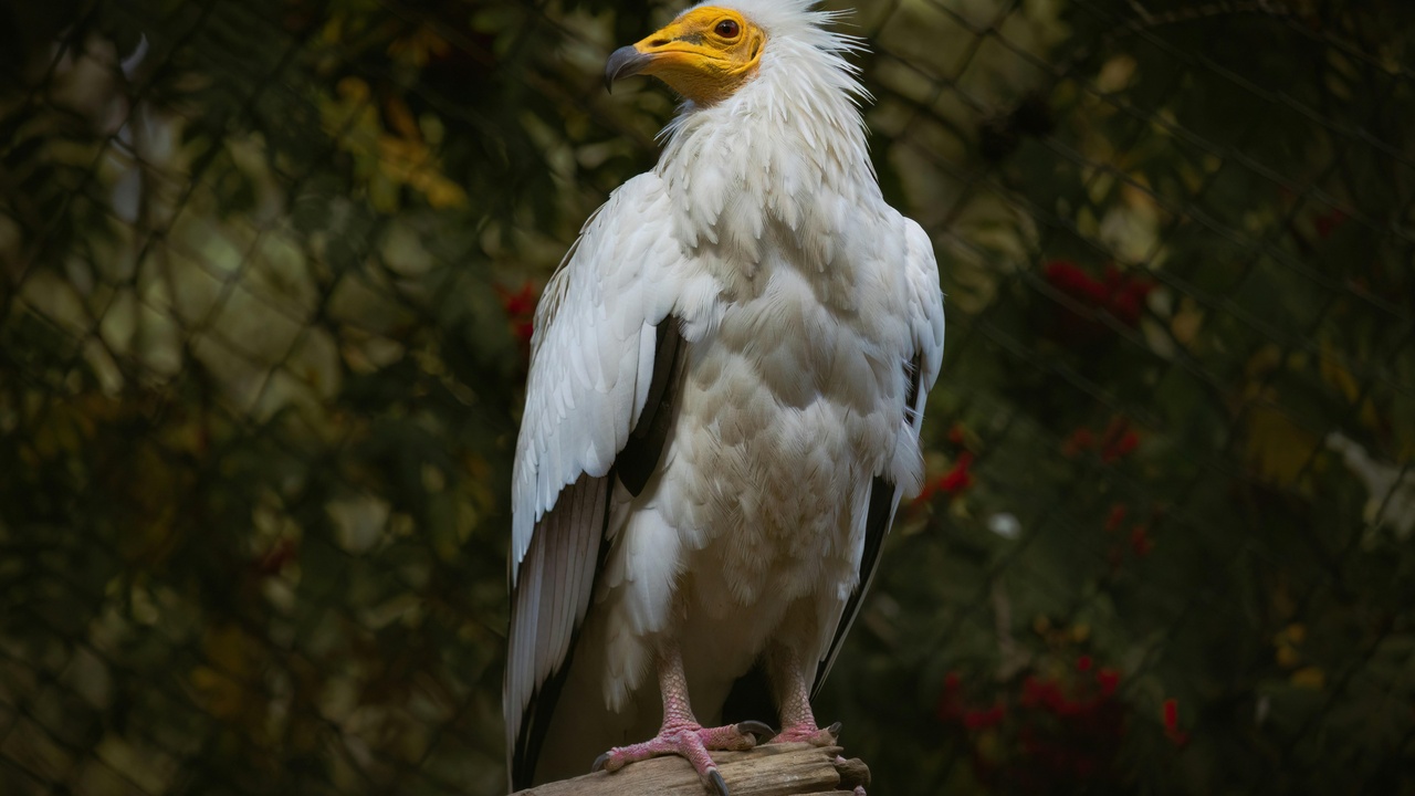White-tailed eagle over Latvian coastal wetlands