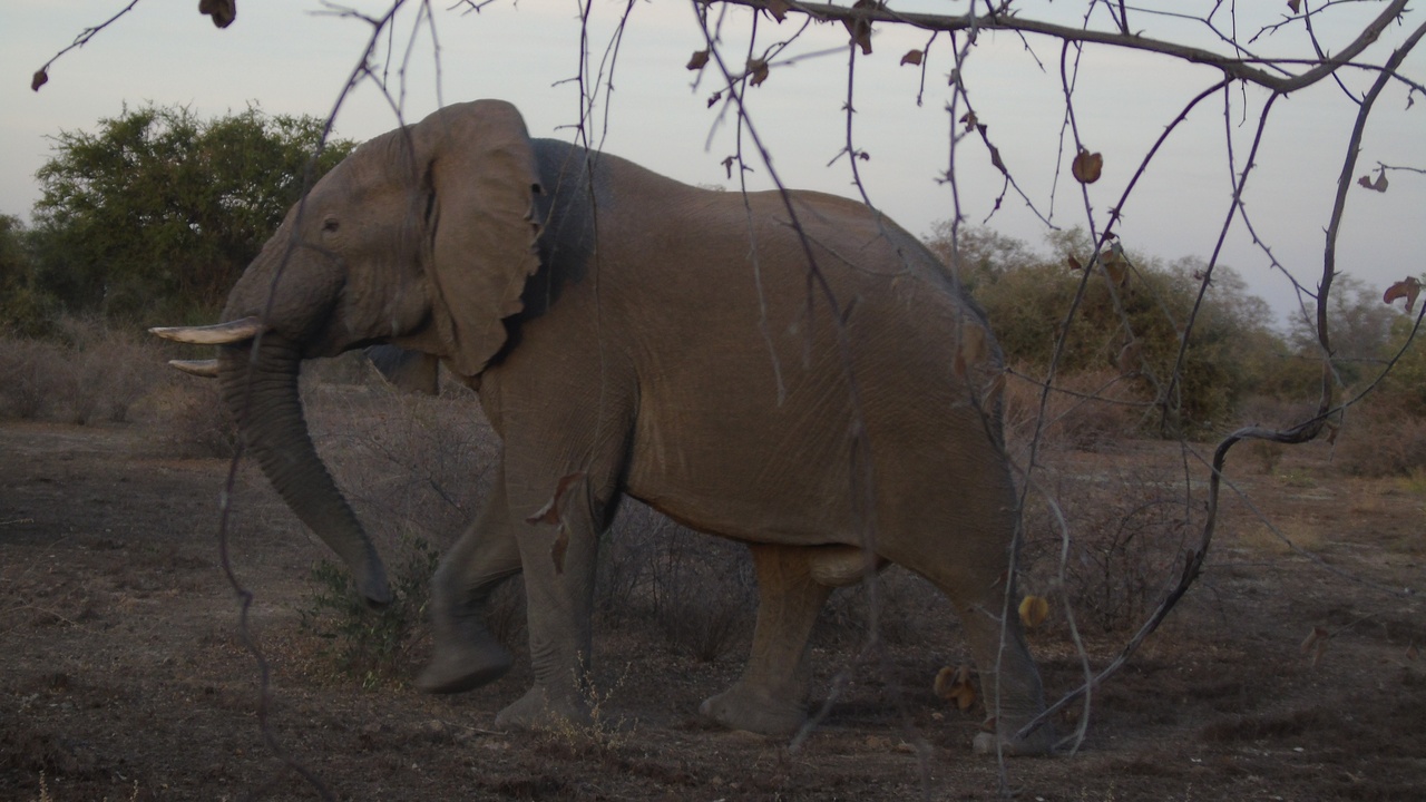 Elephant herd at Zakouma National Park, Chad, at sunset.