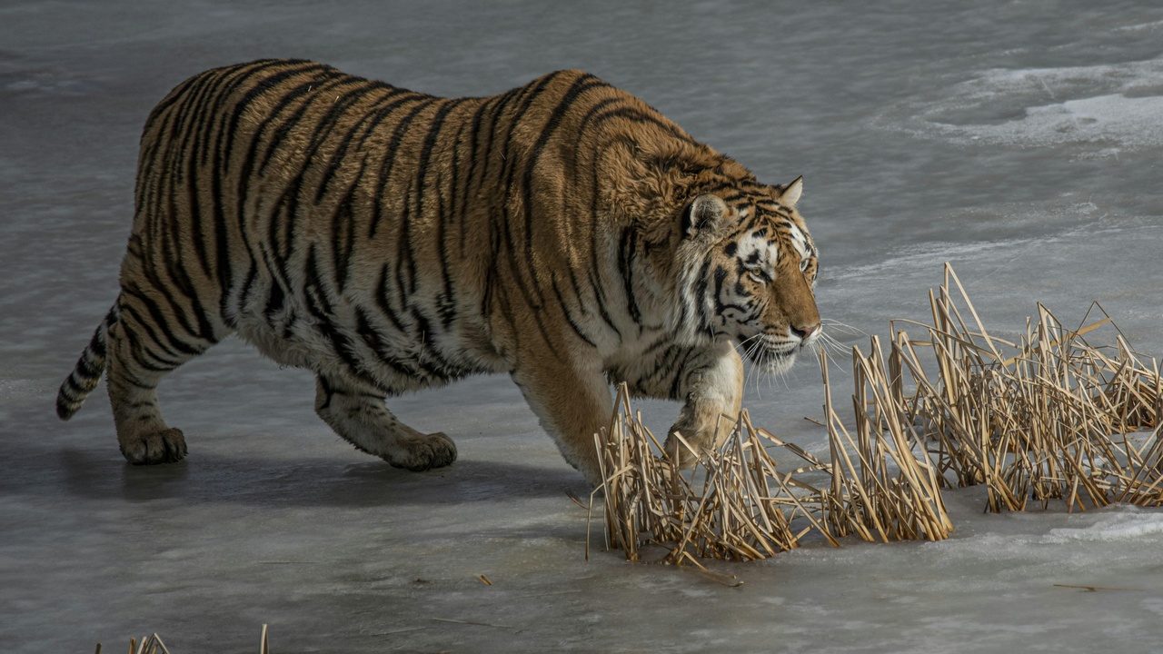 Siberian tiger and brown bear habitats in the Russian Far East and taiga