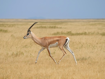 Impala