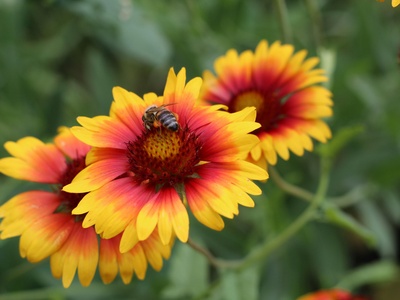 Indian Blanket (Gaillardia)