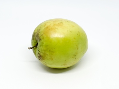Indian Jujube