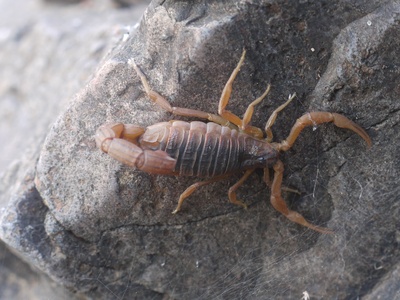 Indian red scorpion
