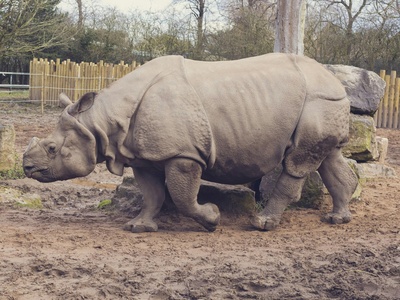 Indian Rhinoceros