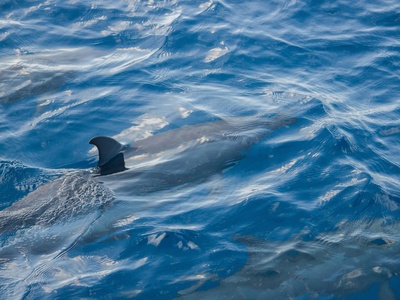 Indo-Pacific Humpback Dolphin