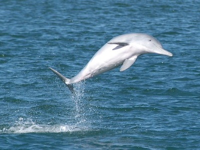 Indo-Pacific Humpback Dolphin