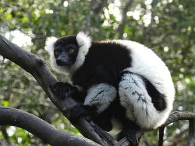 Indri